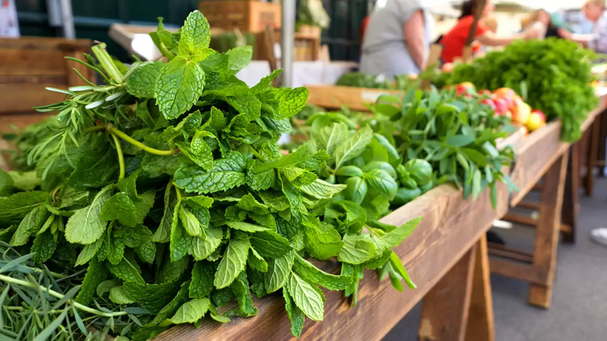 Tidak semua mint sama: temukan 4 jenis yang paling sering digunakan dan berhentilah membuat kesalahan dengan teh dan resep Anda