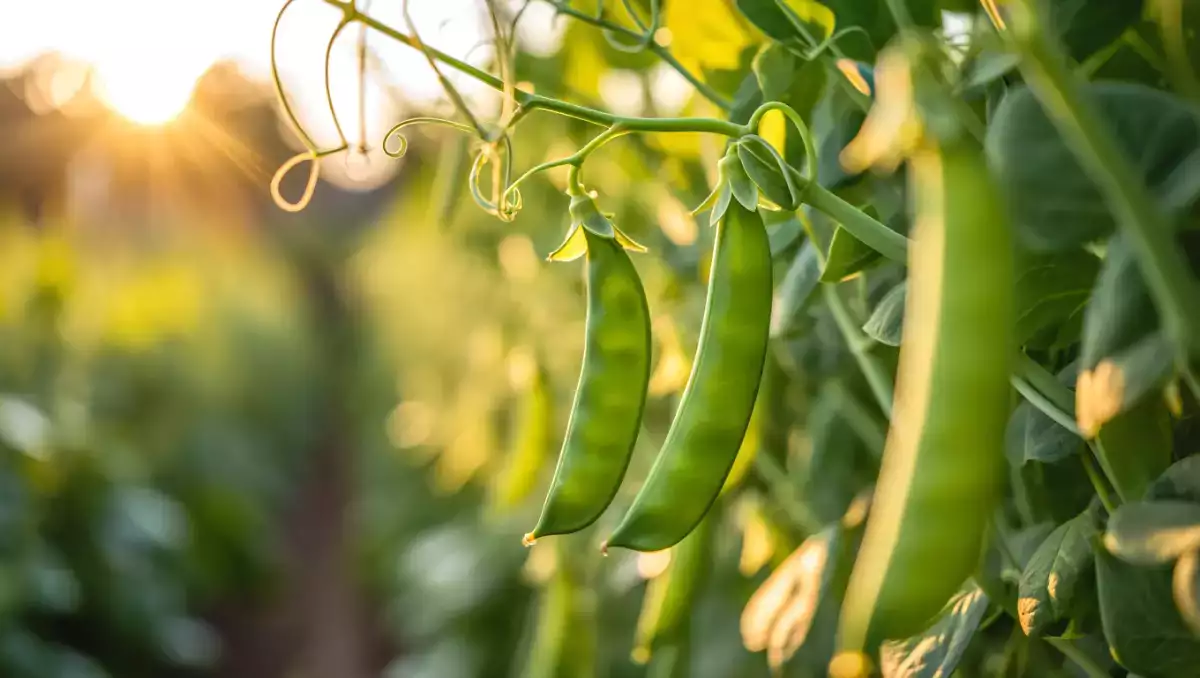 Bagaimana cara memasak kacang polong salju dengan mudah? Semua kiat yang Anda perlukan agar tetap renyah dan lezat