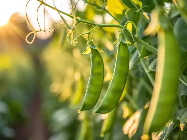 Bagaimana cara memasak kacang polong salju dengan mudah? Semua kiat yang Anda perlukan agar tetap renyah dan lezat
